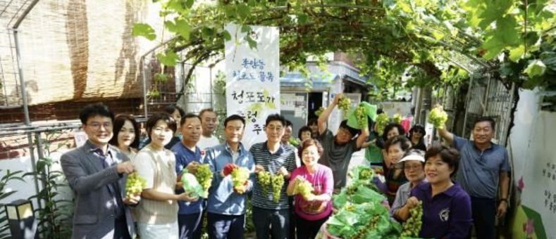 성북구 종암동주민자치회, 청포도 수확해 경로당 어르신 나눔