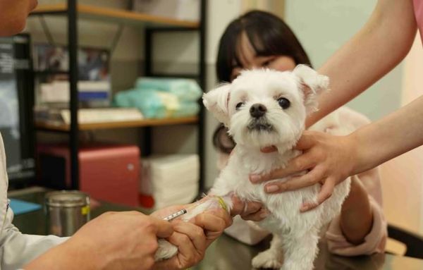 성동구, 취약계층 반려동물 위해 '우리동네 동물병원' 운영… 최대 50만 원 지원