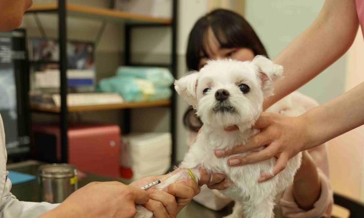성동구, 취약계층 반려동물 위해 '우리동네 동물병원' 운영… 최대 50만 원 지원