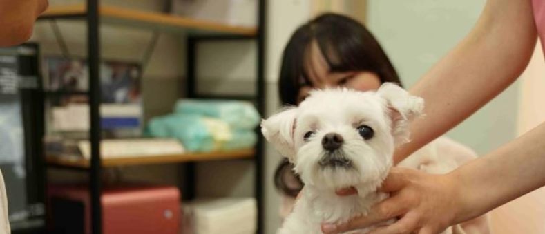 성동구, 취약계층 반려동물 위해 '우리동네 동물병원' 운영… 최대 50만 원 지원