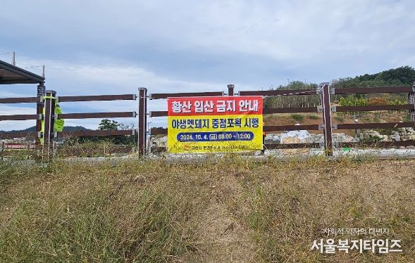 김천시, 황산 야생멧돼지 공동 포획 실시