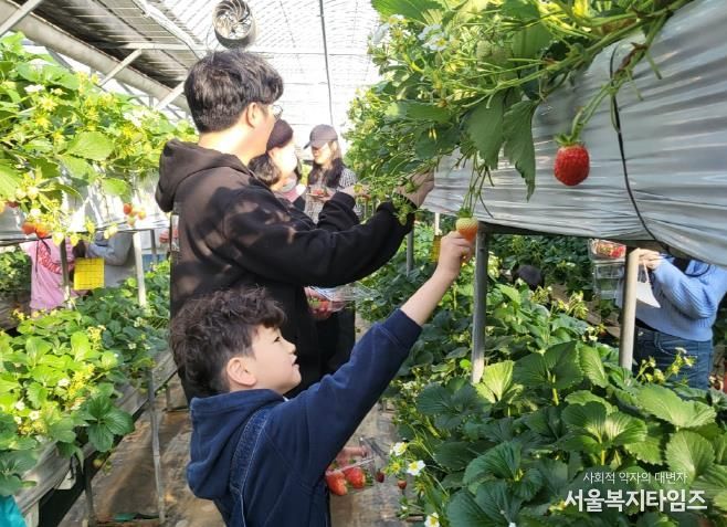 아이들과 그 가족들이 딸기농장에서 딸기따기 체험을 하고 있다