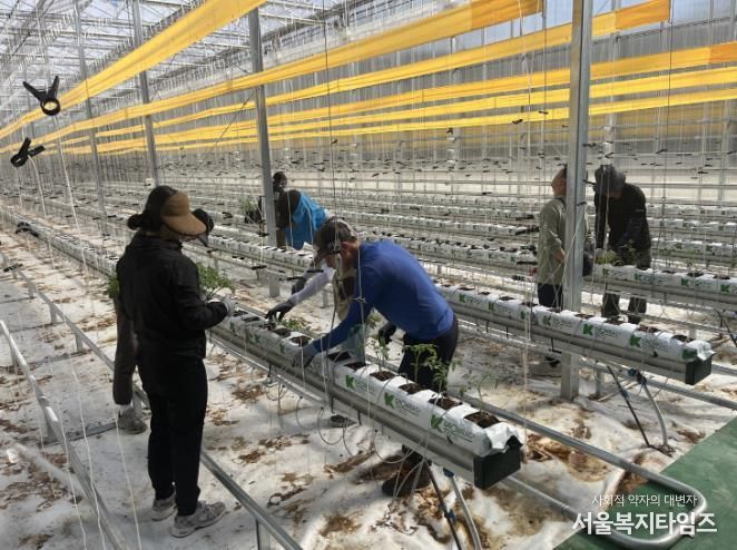 봉화군, 청년 창업농 경영실습 임대농장 실습용 토마토 정식