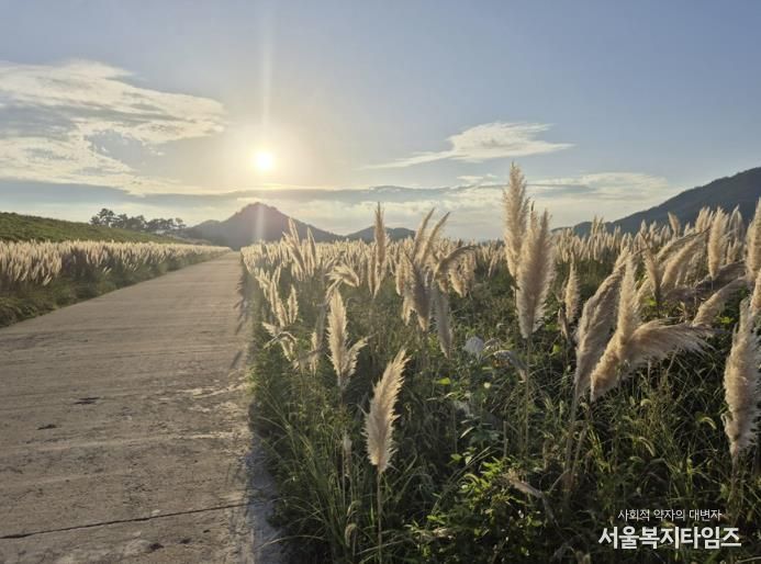 팜파스그라스 길 전경