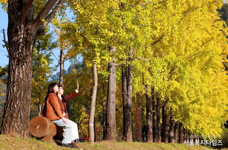 올해도 찾아온 괴산의 황금빛 가을 ‘장관’