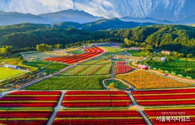 2025 가을, 고석정 꽃밭 화려한 계절의 마침표 찍다