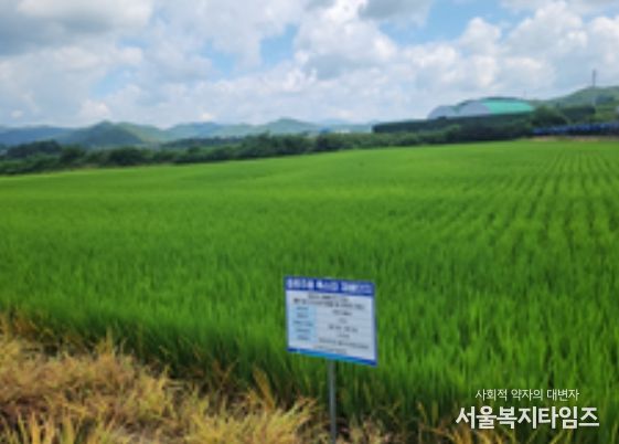 강원도 홍천의 ‘주향미’ 재배단지 전경