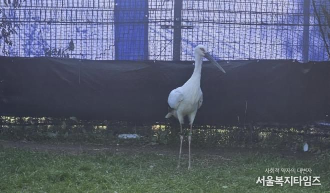 일본에서 도입된 황새 2마리(암컷, 수컷), 황새를 진찰 중인 수의사