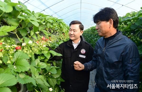 새콤달콤 맛있는 “명품 고령딸기” 첫 수확