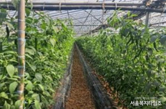 시설고추 재배지