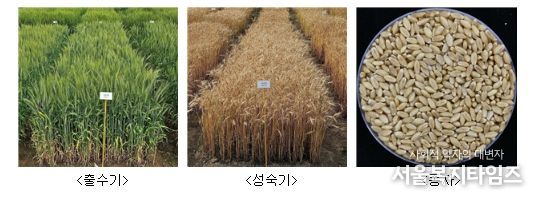 ‘이룸’ 품종 사진