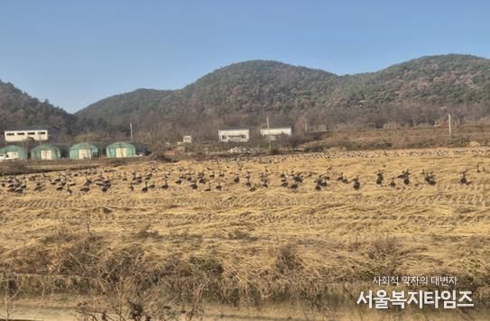 화포천 인근 철새 도래