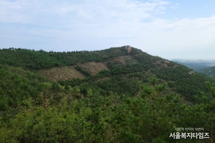 내화수림 조성 후