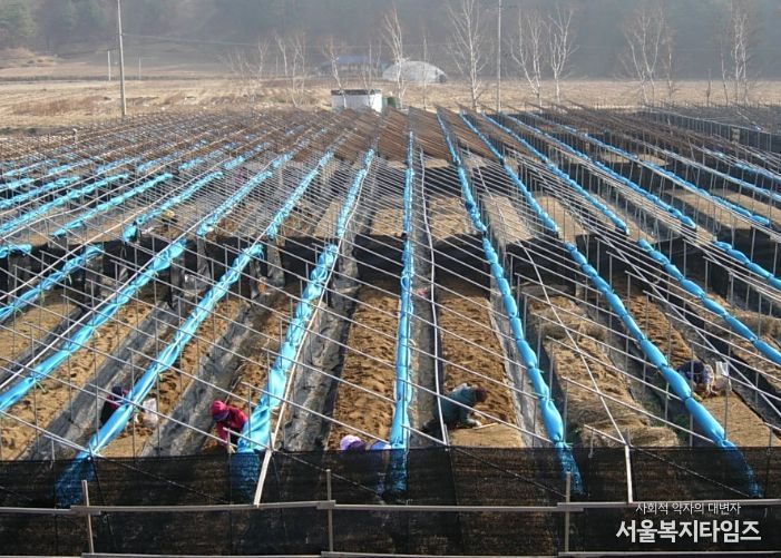 눈이 쌓이지 않도록 차광망을 말아놓은 인삼밭