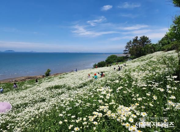 부안군, 2025년 2분기 생활인구 전북특별자치도 1위-변산마실길 샤스타데이지