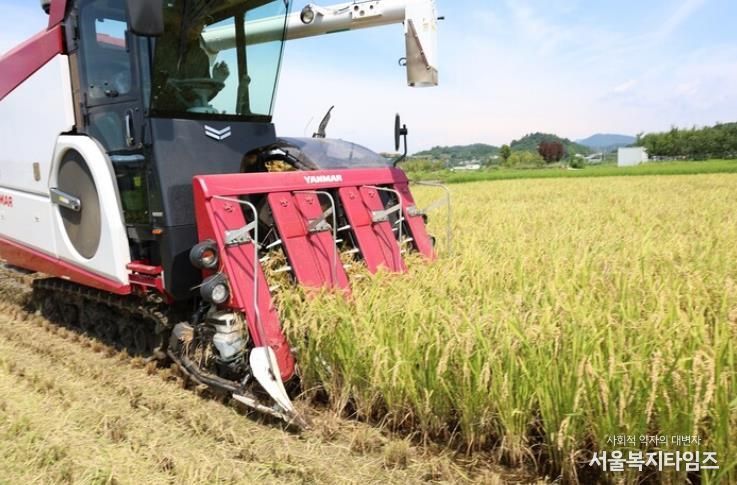 벼 수확 사진