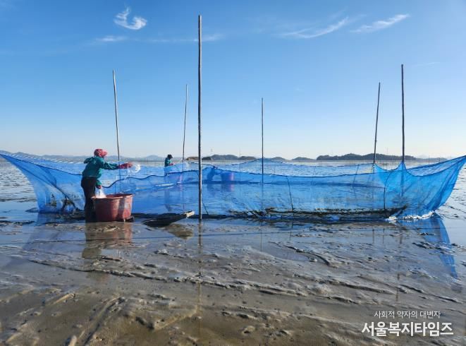 가리맛조개 종자, 살포 사진