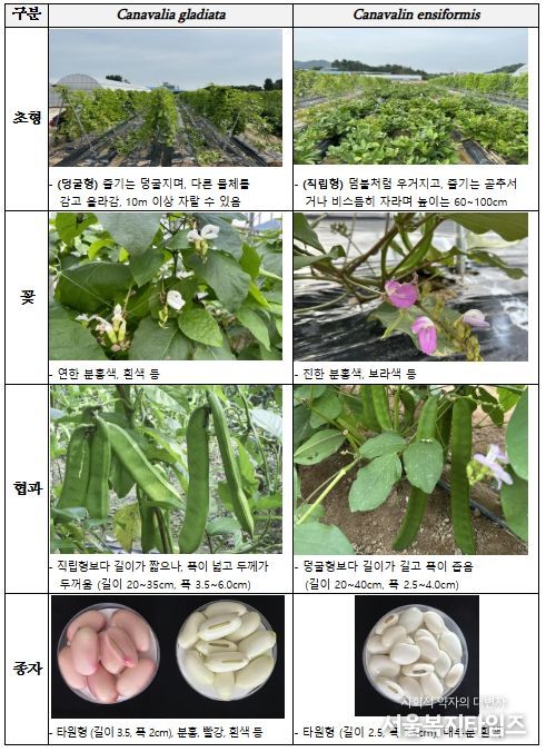 기존 자원(C. gladiata)과 신규 자원(C. ensiformis)의 형태적 특징