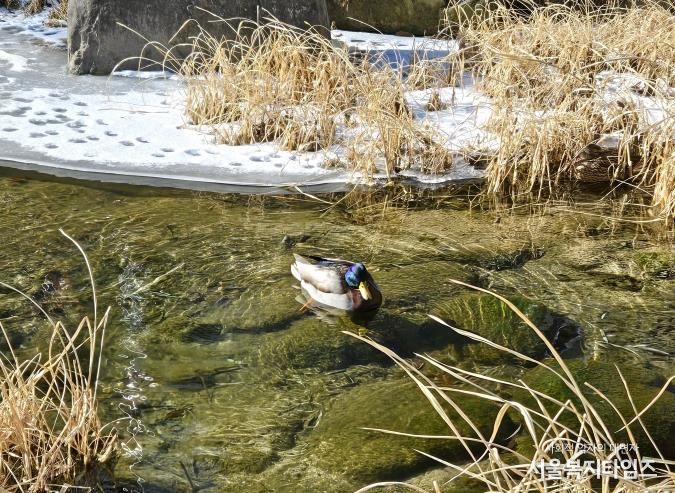 성북구 주요 하천 수질 양호… 통합수질지수 ‘좋음’ 기록