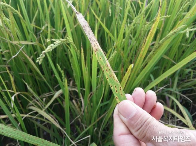 벼 깨씨무늬병 발생 모습.