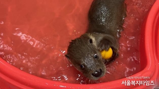 구조동물(수달)