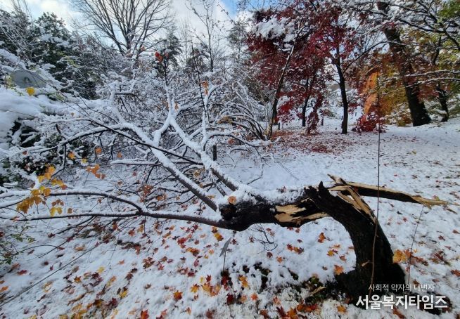 폭설로 나무줄기(수간)가 부러진 신나무
