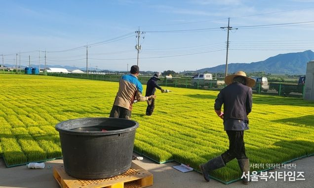 벼 재배 농가들이 벼 생육 초기 병해충 예방과 비래해충 확산 억제를 위해 육묘장 모판에 육묘 상자 처리제를 뿌리고 있다.