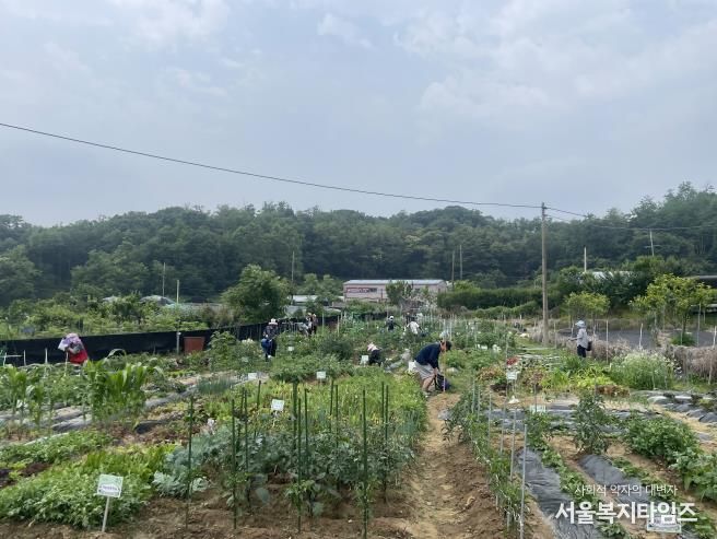 구로구 귀농·귀촌교육 수강생들이 텃밭에서 작물 재배 실습을 하고 있다.