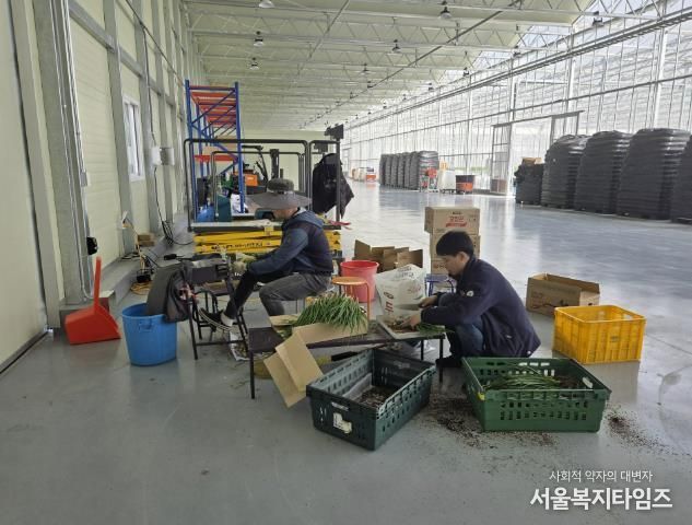 봉화군, 임대형 스마트팜 청년농 양액재배 쪽파 출하 한창