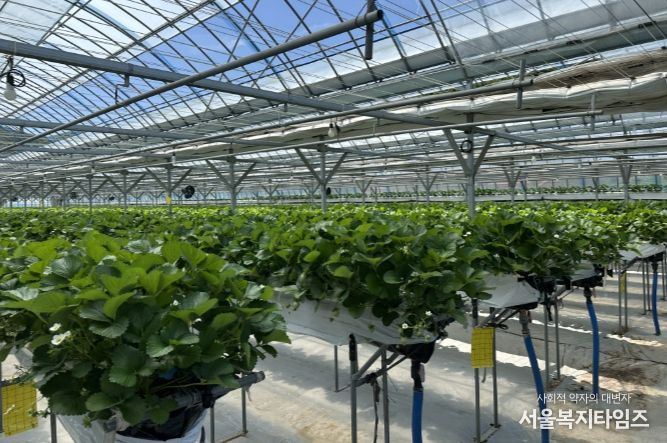 무주 여름딸기 재배